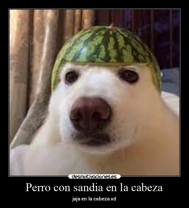 Perro con sandia en la cabeza - jaja en la cabeza xd