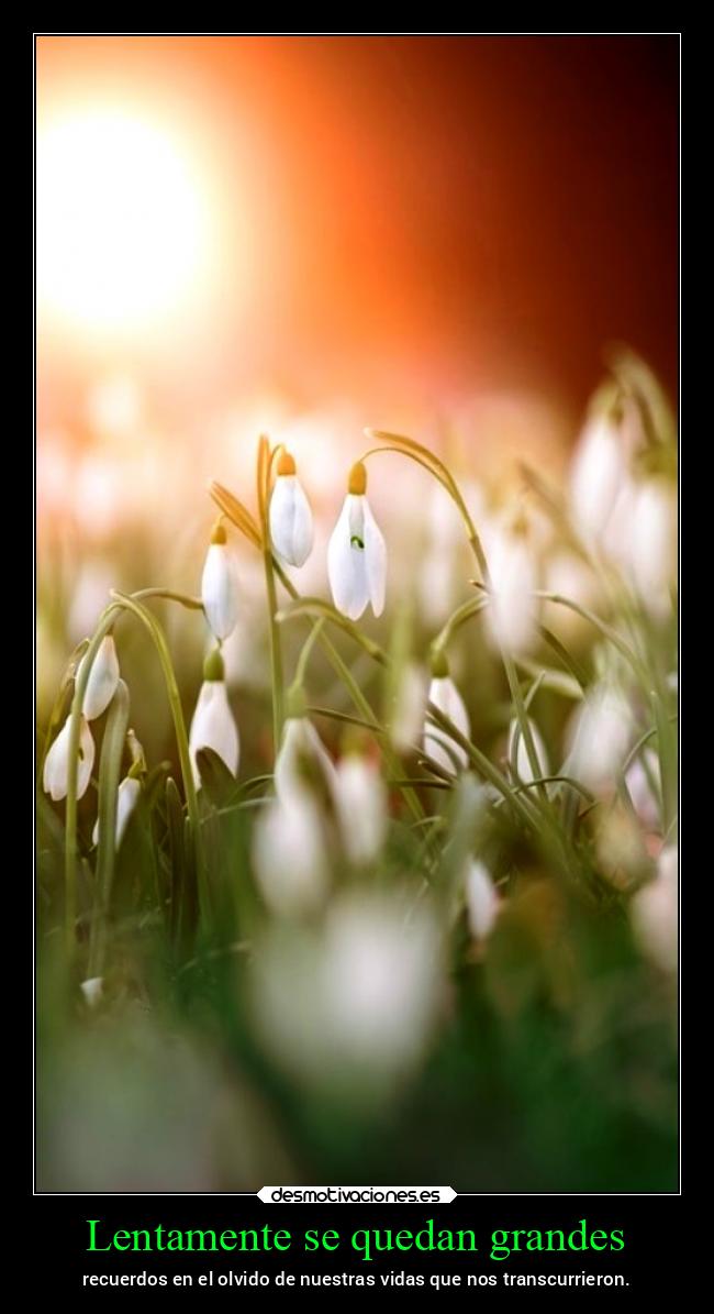 Lentamente se quedan grandes - recuerdos en el olvido de nuestras vidas que nos transcurrieron.