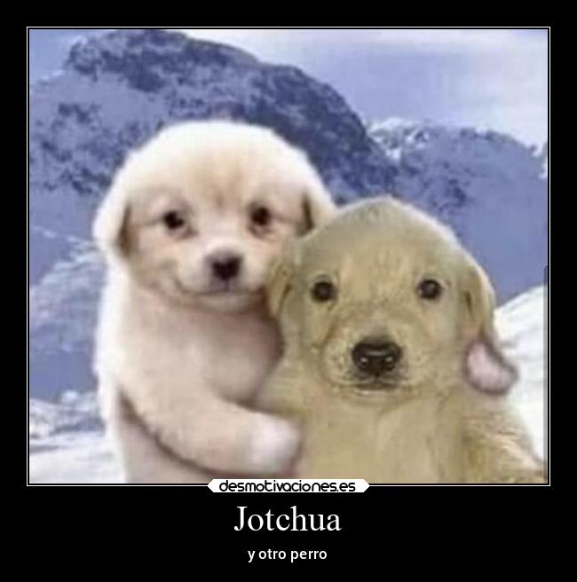 Jotchua - y otro perro