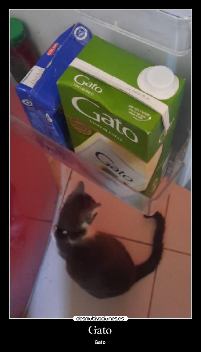 Gato - Gato