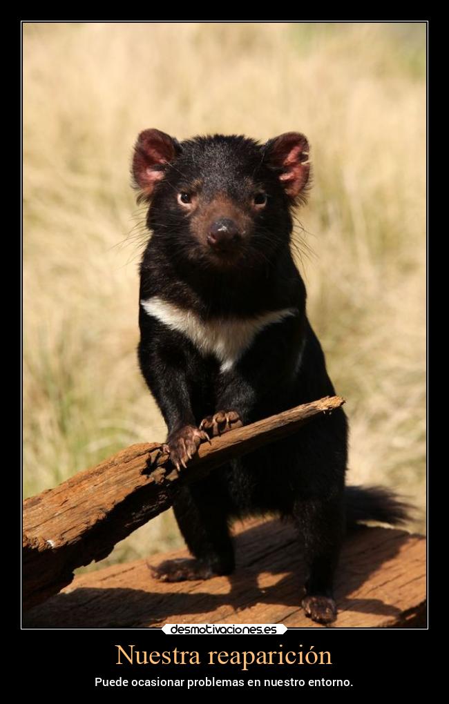 Nuestra reaparición -