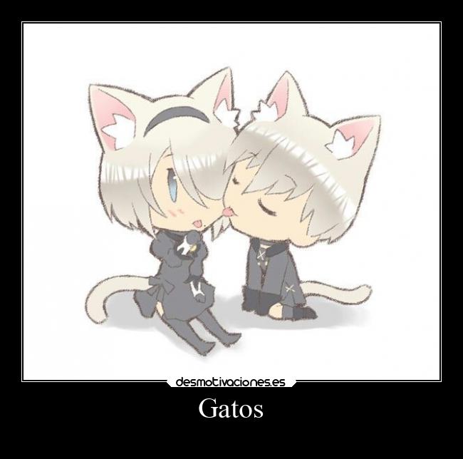 Gatos -