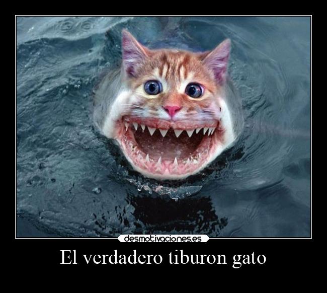 El verdadero tiburon gato - 