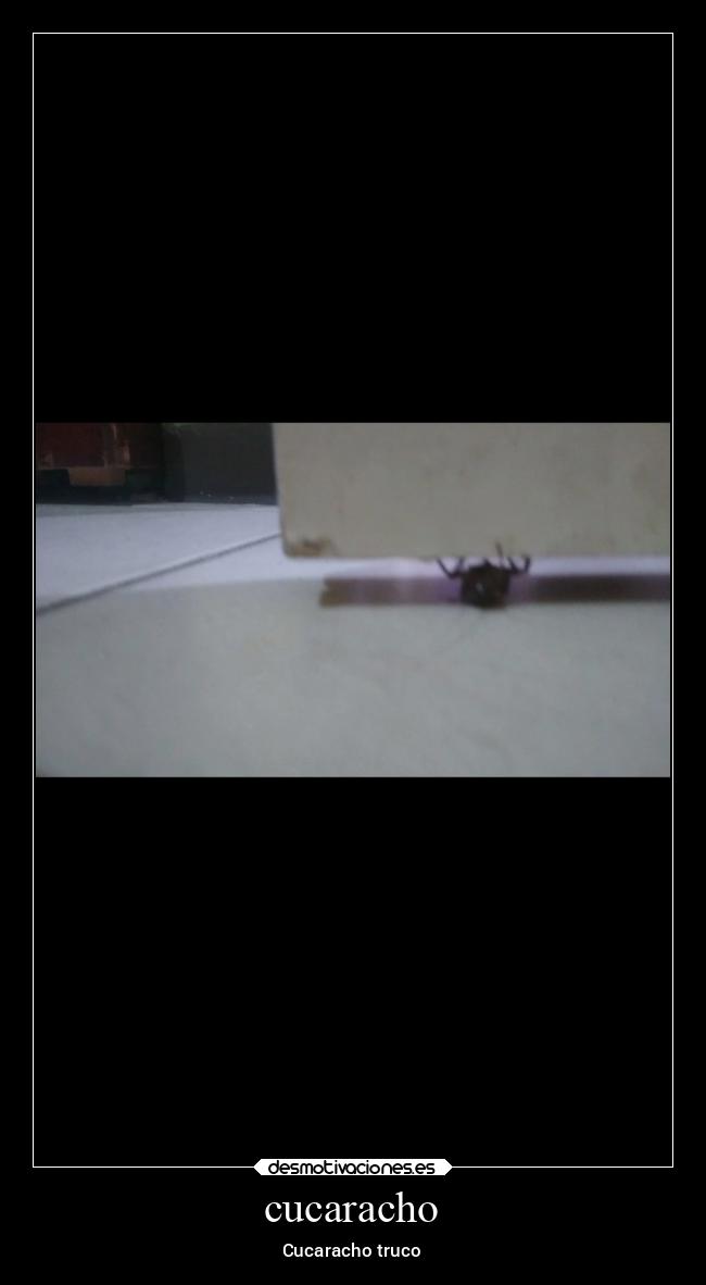cucaracho - 