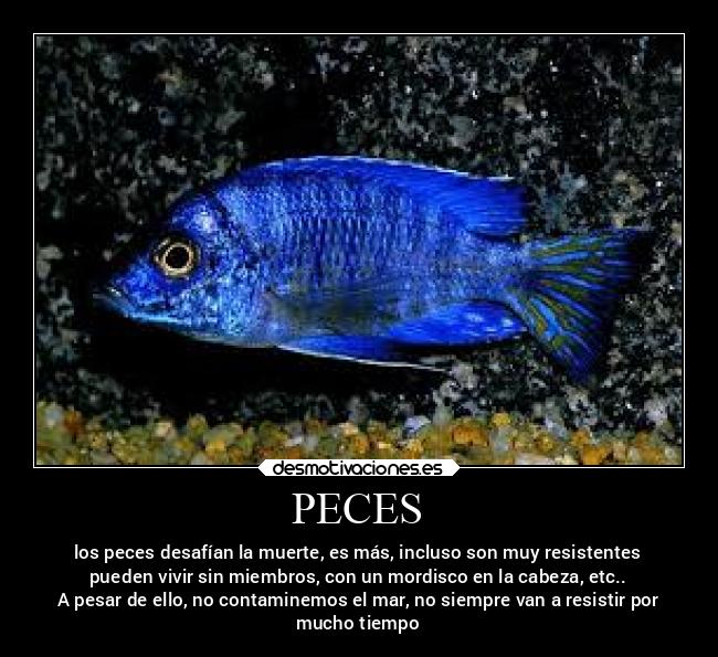 PECES - los peces desafían la muerte, es más, incluso son muy resistentes
pueden vivir sin miembros, con un mordisco en la cabeza, etc..
A pesar de ello, no contaminemos el mar, no siempre van a resistir por
mucho tiempo