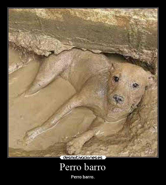 Perro barro - Perro barro.