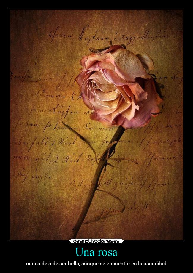 Una rosa -