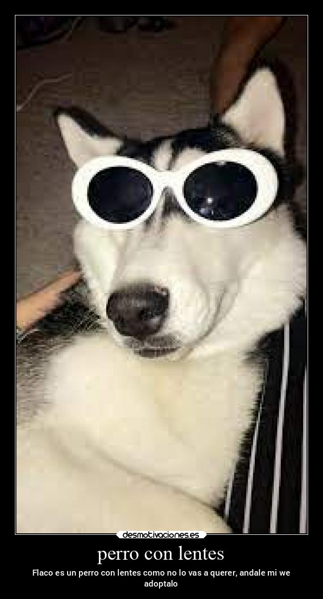 perro con lentes - Flaco es un perro con lentes como no lo vas a querer, andale mi we
adoptalo
