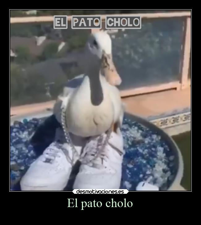 El pato cholo - 