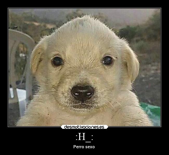 :H_: - Perro sexo