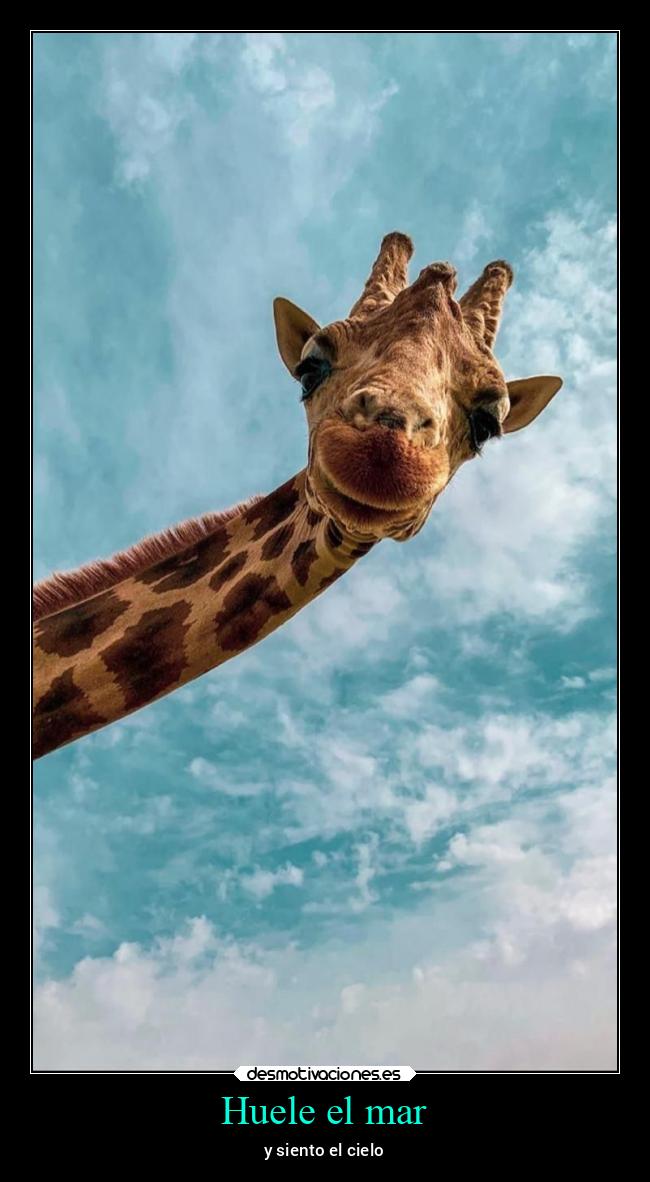 Huele el mar - 