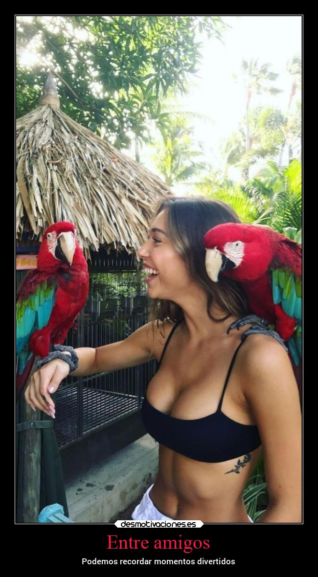carteles amigos amistad recuerdos verano amigos naturaleza animales diversion desmotivaciones