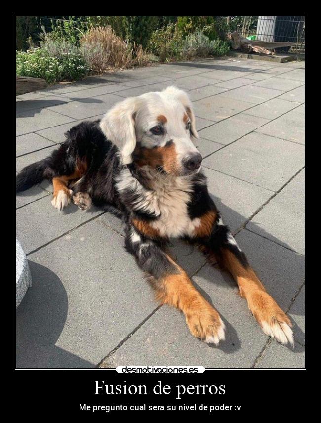 Fusion de perros - Me pregunto cual sera su nivel de poder :v