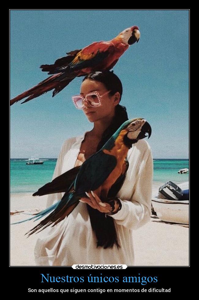 carteles amigos amistad amigos tristeza animales verano playa desmoverano2021 desmotivaciones