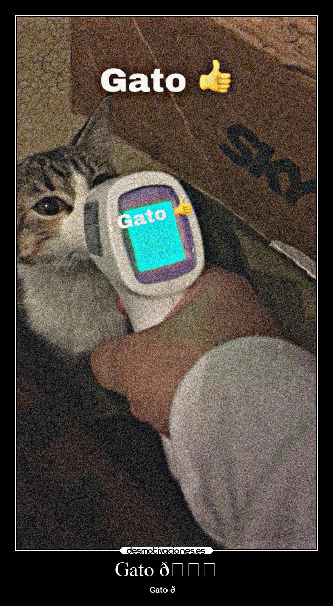 Gato 👍 - Gato 👍