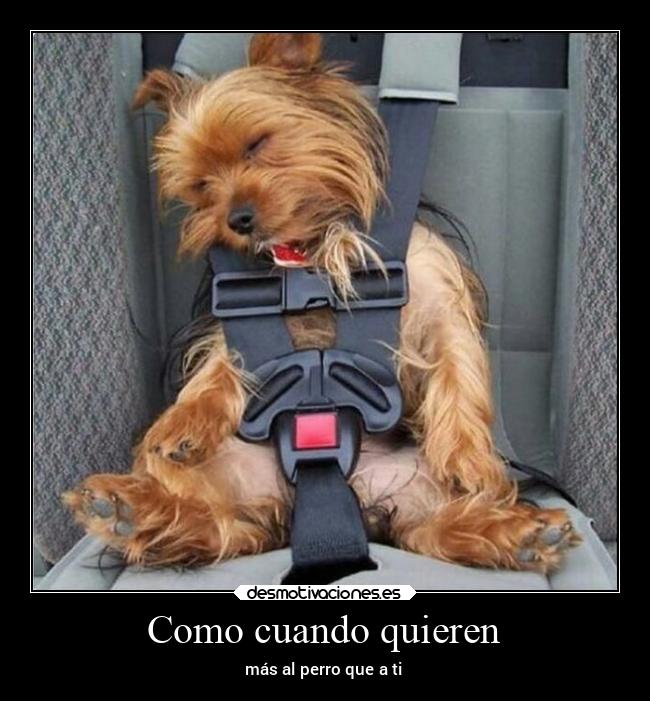 Como cuando quieren - más al perro que a ti