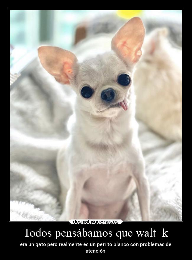 Todos pensábamos que walt_k - era un gato pero realmente es un perrito blanco con problemas de
atención