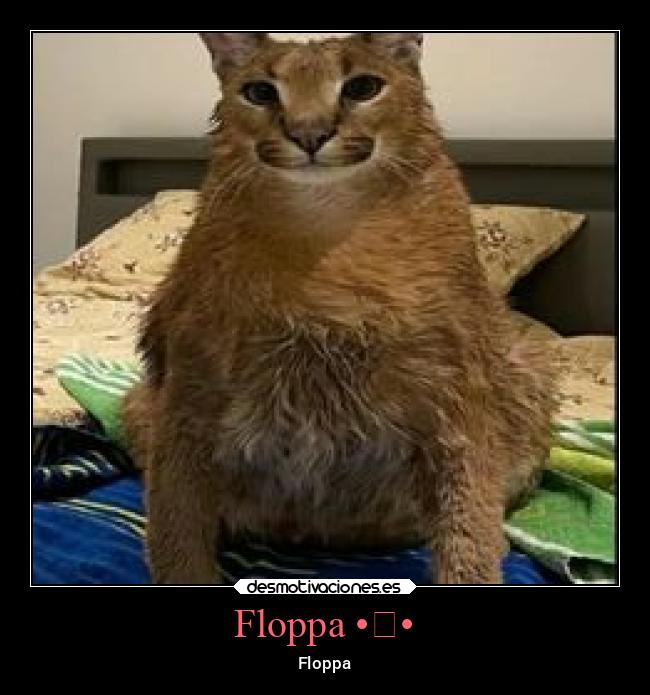 Floppa •ᴗ• -