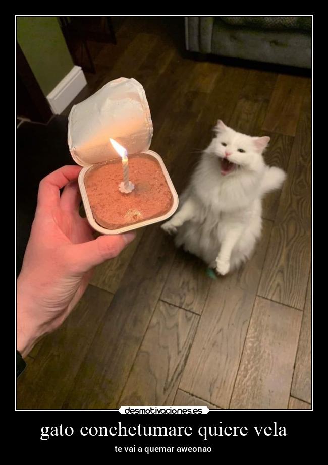 gato conchetumare quiere vela - te vai a quemar aweonao