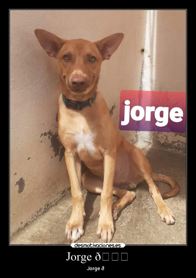 Jorge 🙂 - Jorge 🙂