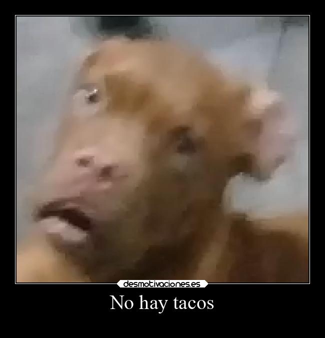 No hay tacos - 