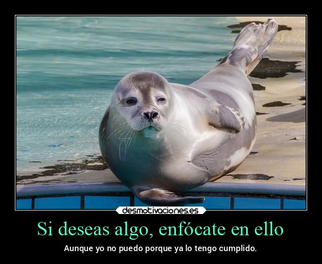 carteles animales foca marina acostada desmotivaciones