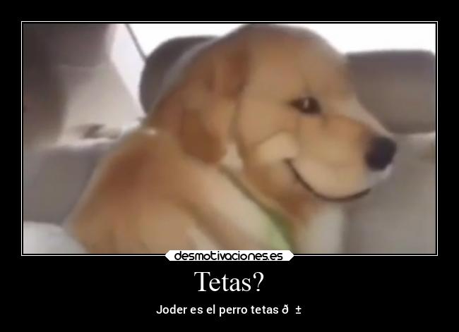 carteles tetas tetas perro joder como gustan las ese perroflauta desmotivaciones