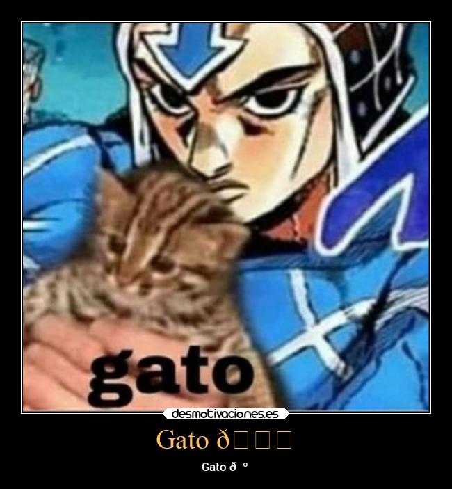 Gato 👍 -