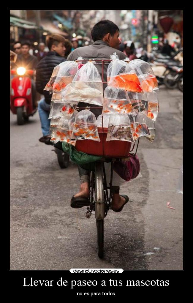 Llevar de paseo a tus mascotas -