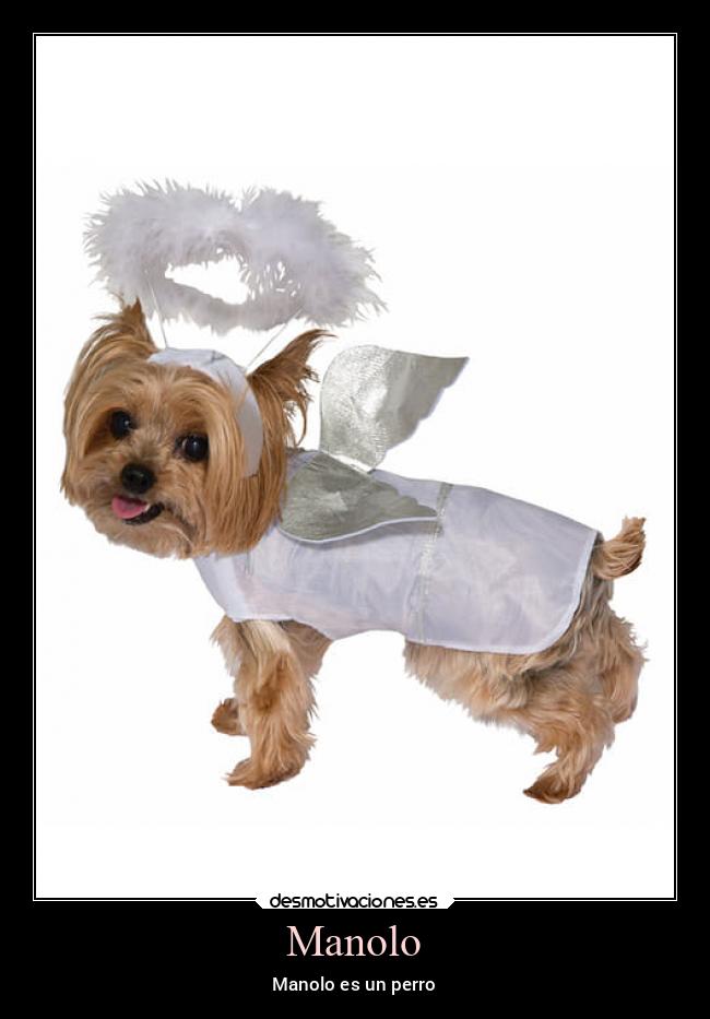 Manolo - Manolo es un perro