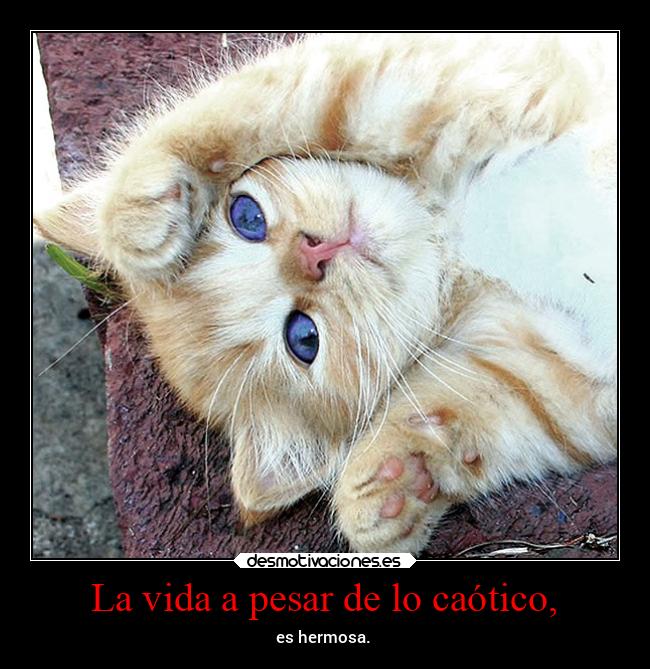 La vida a pesar de lo caótico, - es hermosa.