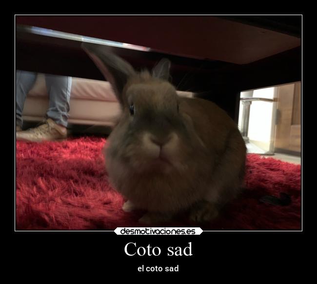 Coto sad -