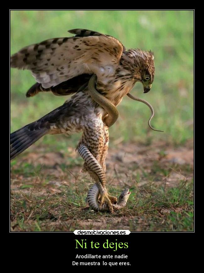 carteles alma vida mexico aguila serpiente representa rendirse miguelflippy desmotivaciones