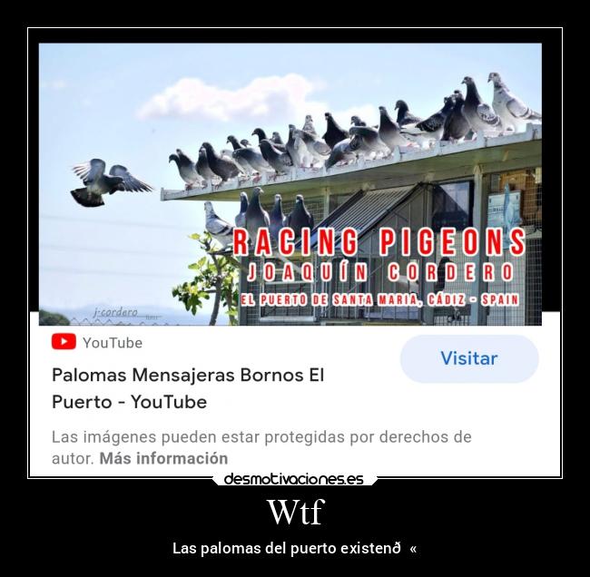 Wtf - Las palomas del puerto existen😫