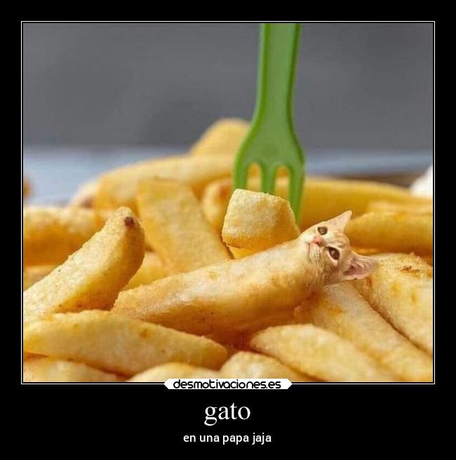 gato -