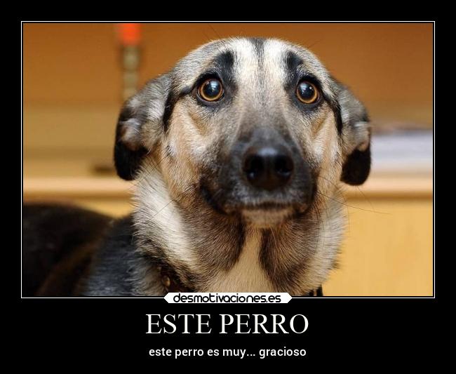 ESTE PERRO - este perro es muy... gracioso
