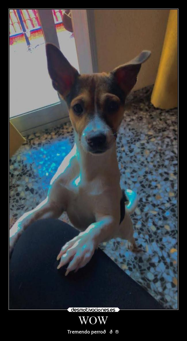 carteles animales desmotivaciones