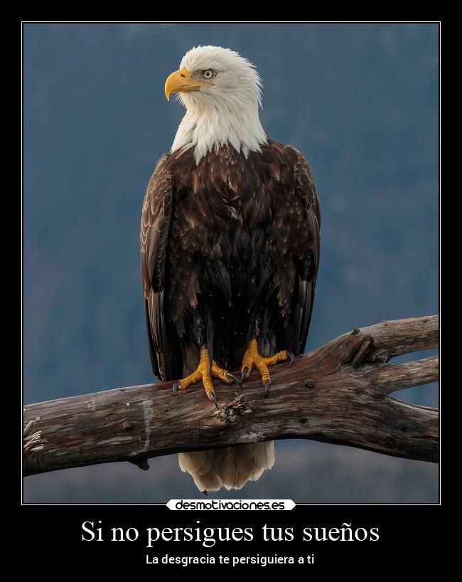 Si no persigues tus sueños - La desgracia te persiguiera a ti