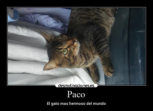 Paco - El gato mas hermoso del mundo
