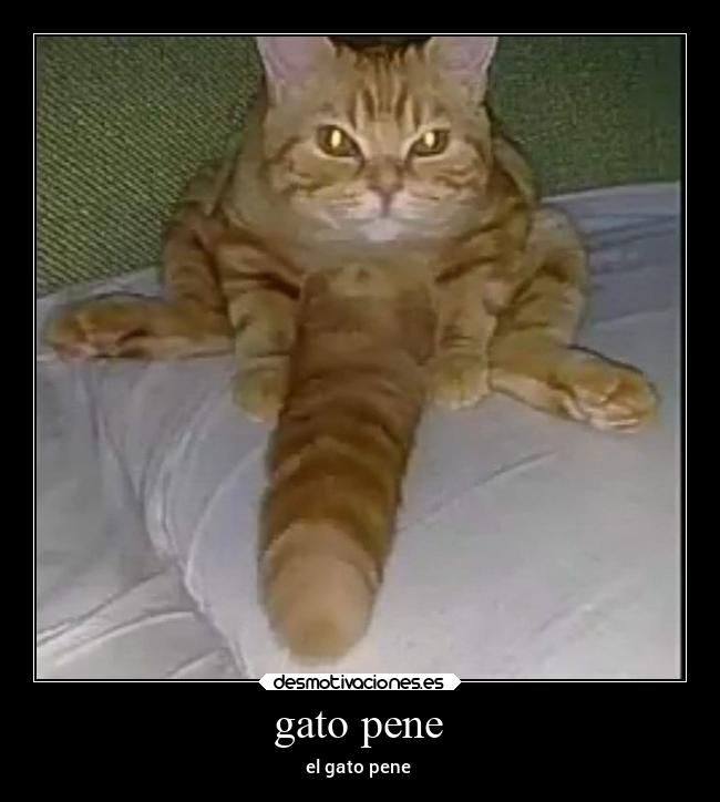 gato pene - 