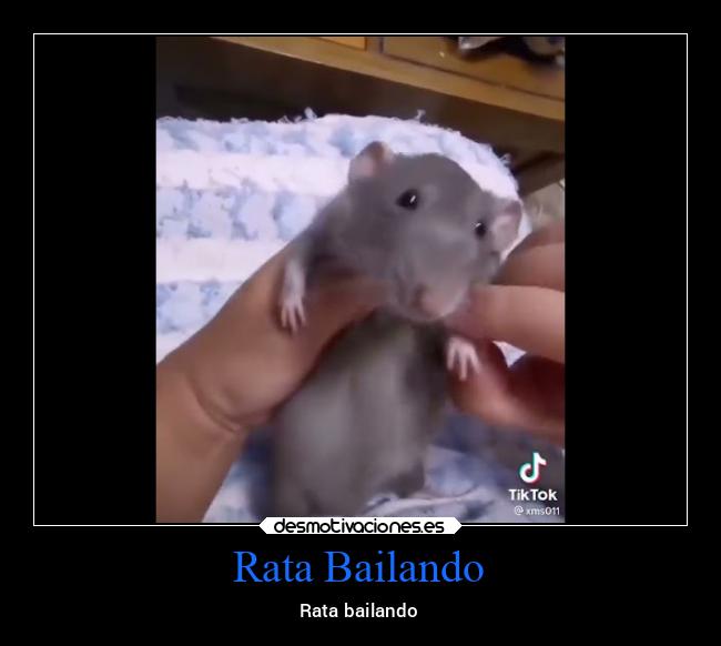 Rata Bailando - Rata bailando