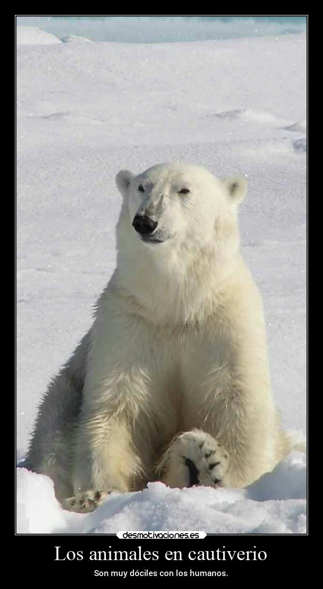 carteles animales animales naturaleza humanidad noticias2022 nieve nieve2022 desmotivaciones