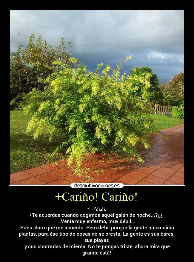 +Cariño! Cariño! - 