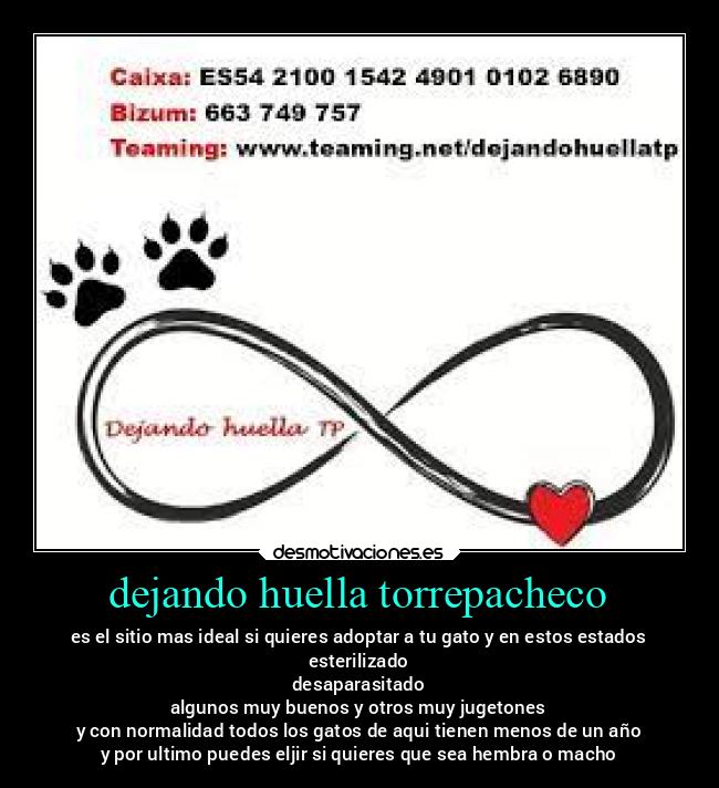 dejando huella torrepacheco - es el sitio mas ideal si quieres adoptar a tu gato y en estos estados
esterilizado
desaparasitado
algunos muy buenos y otros muy jugetones
y con normalidad todos los gatos de aqui tienen menos de un año
y por ultimo puedes eljir si quieres que sea hembra o macho