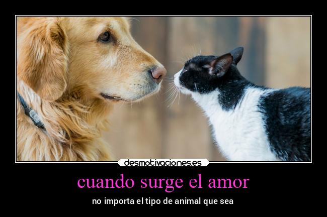 cuando surge el amor - no importa el tipo de animal que sea