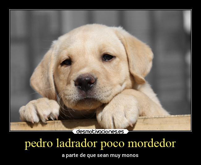 pedro ladrador poco mordedor - a parte de que sean muy monos