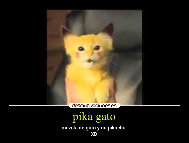 pika gato - mezcla de gato y un pikachu 
XD