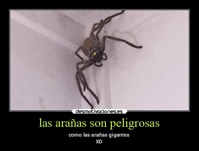 las arañas son peligrosas - como las arañas gigantes
XD