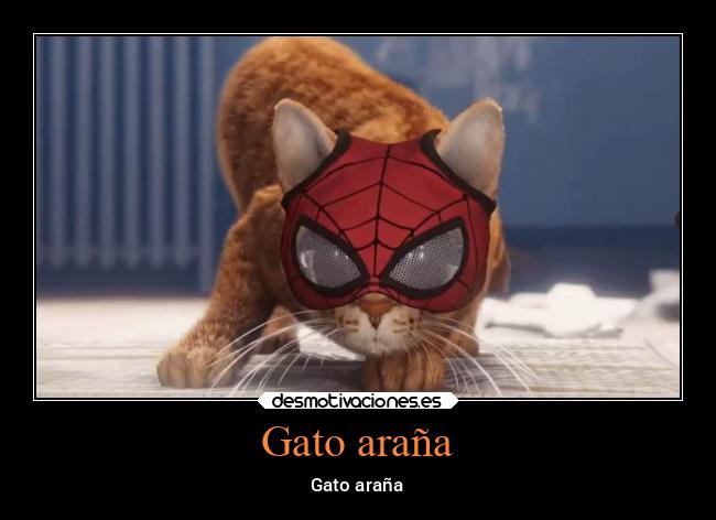 Gato araña - Gato araña