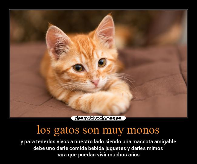 los gatos son muy monos - y para tenerlos vivos a nuestro lado siendo una mascota amigable
debe uno darle comida bebida juguetes y darles mimos
para que puedan vivir muchos años